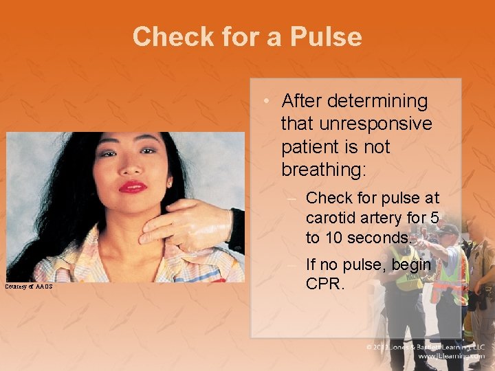 Check for a Pulse • After determining that unresponsive patient is not breathing: –