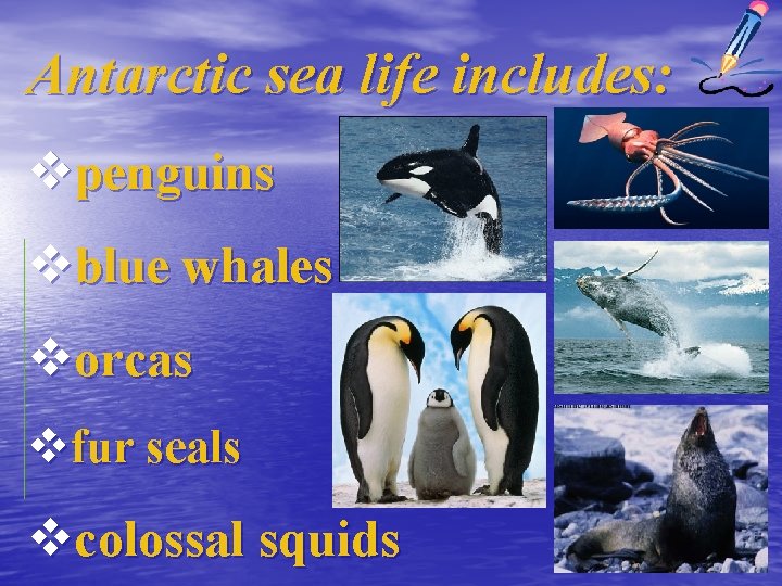 Antarctic sea life includes: vpenguins vblue whales vorcas vfur seals vcolossal squids 