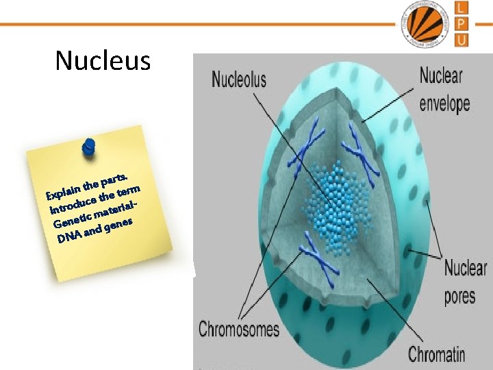 Nucleus rts. a p e in th e term a l p x E