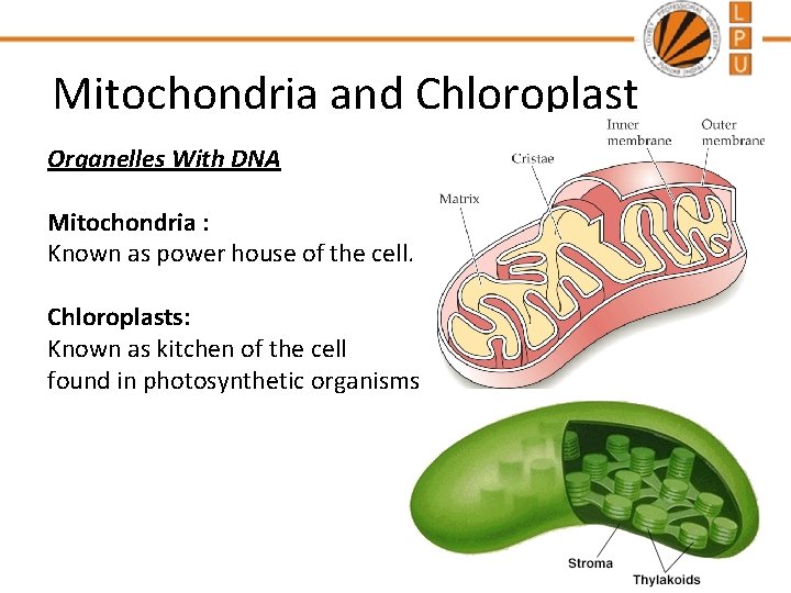 Mitochondria and Chloroplast Organelles With DNA Mitochondria : Known as power house of the