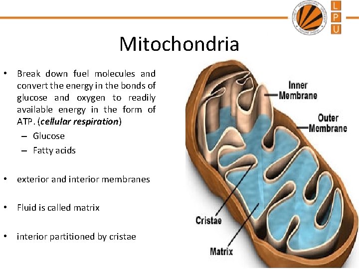Mitochondria • Break down fuel molecules and convert the energy in the bonds of