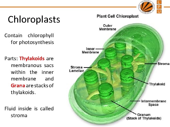 Chloroplasts Contain chlorophyll for photosynthesis Parts: Thylakoids are membranous sacs within the inner membrane
