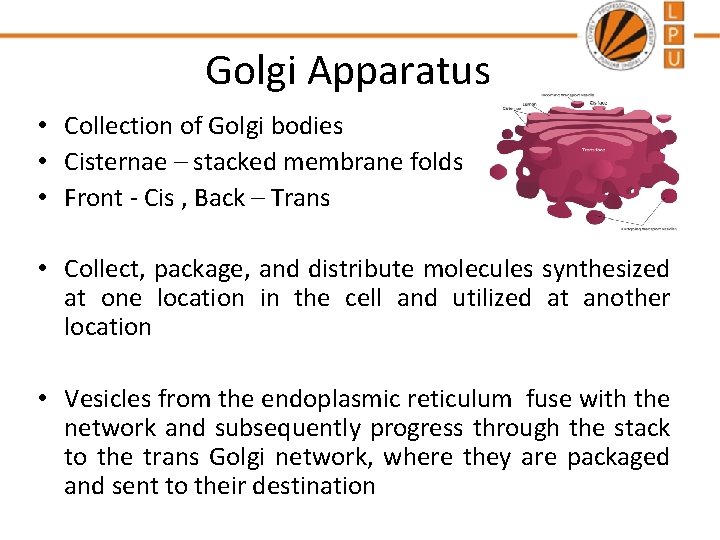 Golgi Apparatus • Collection of Golgi bodies • Cisternae – stacked membrane folds •