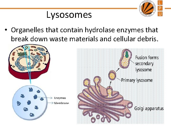 Lysosomes • Organelles that contain hydrolase enzymes that break down waste materials and cellular