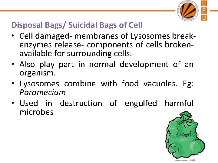 Disposal Bags/ Suicidal Bags of Cell • Cell damaged- membranes of Lysosomes breakenzymes release-