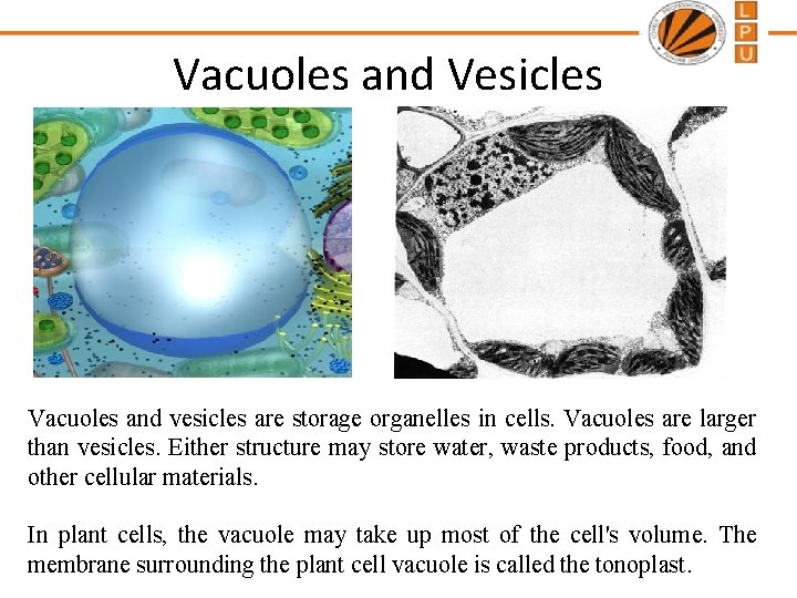 Vacuoles and Vesicles Vacuoles and vesicles are storage organelles in cells. Vacuoles are larger