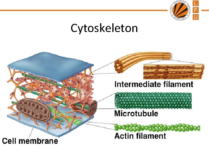 Cytoskeleton 