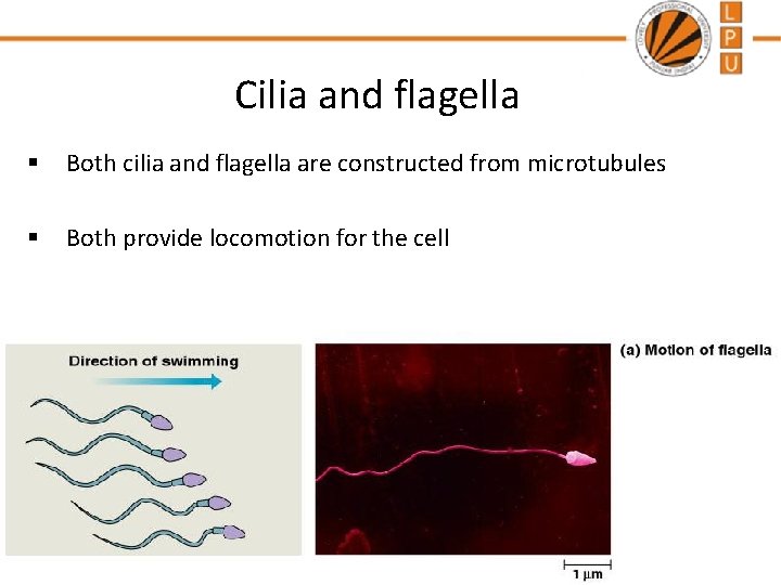 Cilia and flagella § Both cilia and flagella are constructed from microtubules § Both