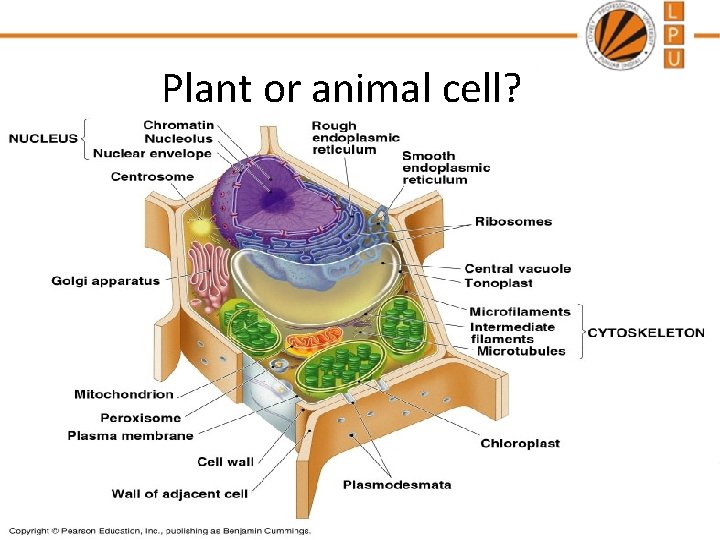 Plant or animal cell? 