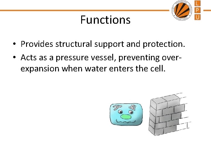 Functions • Provides structural support and protection. • Acts as a pressure vessel, preventing