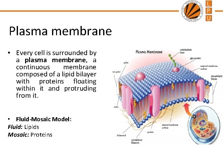 Plasma membrane • Every cell is surrounded by a plasma membrane, a continuous membrane