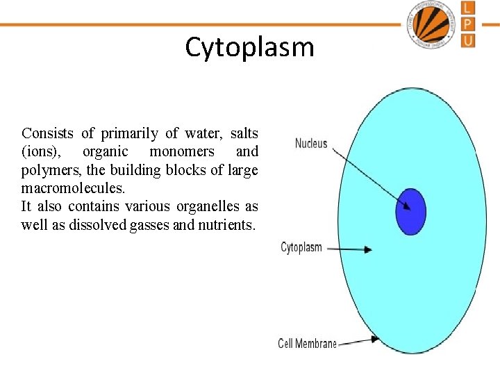 Cytoplasm Consists of primarily of water, salts (ions), organic monomers and polymers, the building