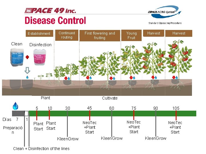 Establishment Clean Continued routing First flowering and fruiting 5 7 Preparació n Harvest Disinfection