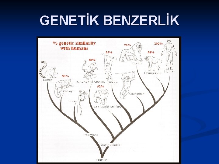 GENETİK BENZERLİK 