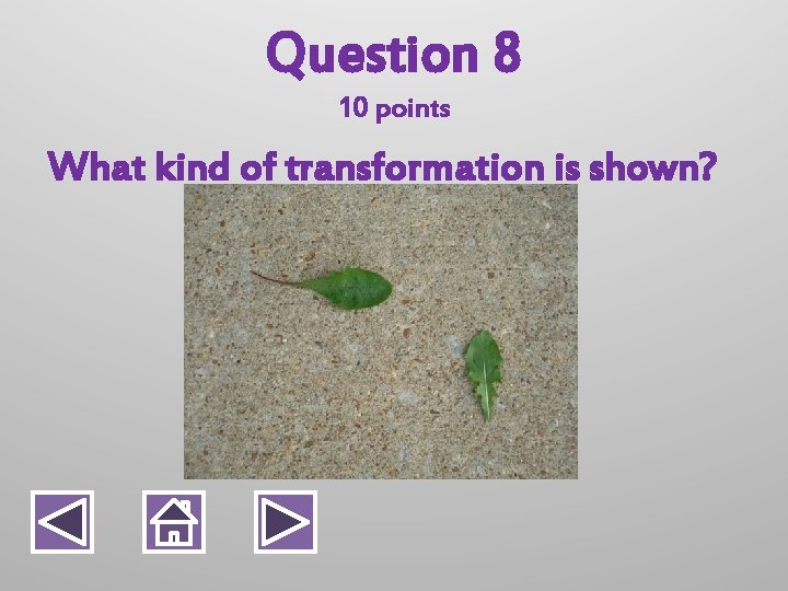 Question 8 10 points What kind of transformation is shown? 