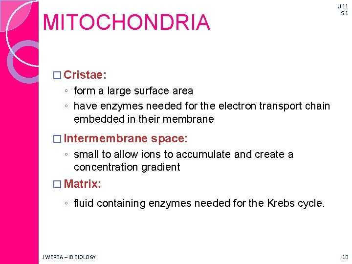 MITOCHONDRIA U. 11 S. 1 � Cristae: ◦ form a large surface area ◦