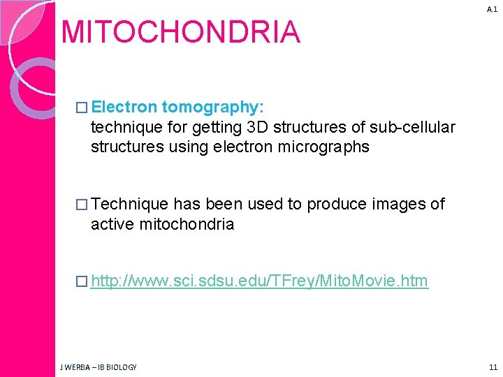 A. 1 MITOCHONDRIA � Electron tomography: technique for getting 3 D structures of sub-cellular