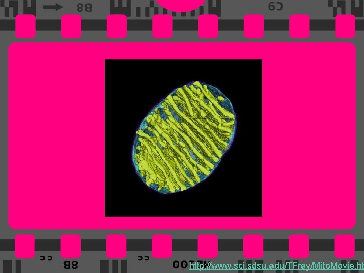 13 http: //www. sci. sdsu. edu/TFrey/Mito. Movie. ht 