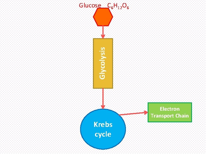 Glycolysis Glucose C 6 H 12 O 6 Electron Transport Chain Krebs cycle 