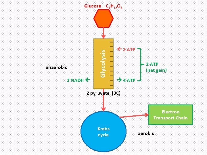 anaerobic 2 NADH Glycolysis Glucose C 6 H 12 O 6 2 ATP (net
