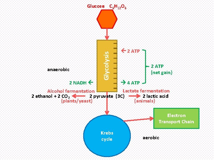 anaerobic 2 NADH Glycolysis Glucose C 6 H 12 O 6 2 ATP (net