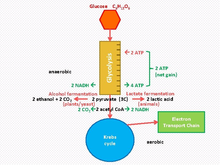 anaerobic 2 NADH Glycolysis Glucose C 6 H 12 O 6 2 ATP (net