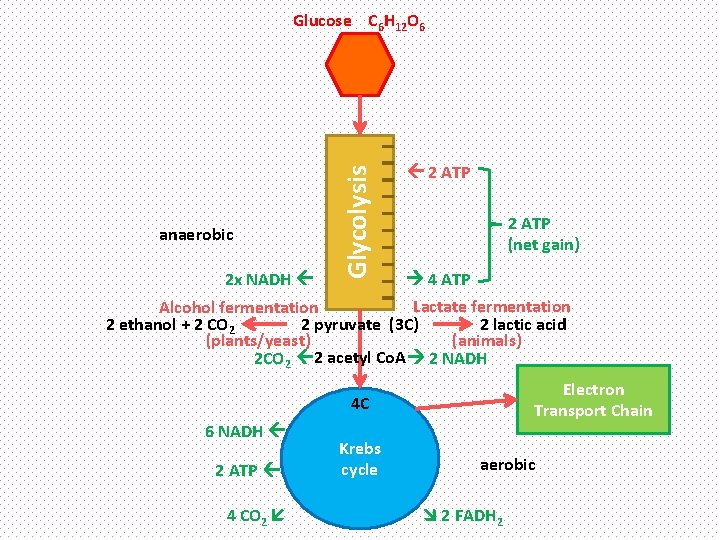 anaerobic 2 x NADH Glycolysis Glucose C 6 H 12 O 6 2 ATP
