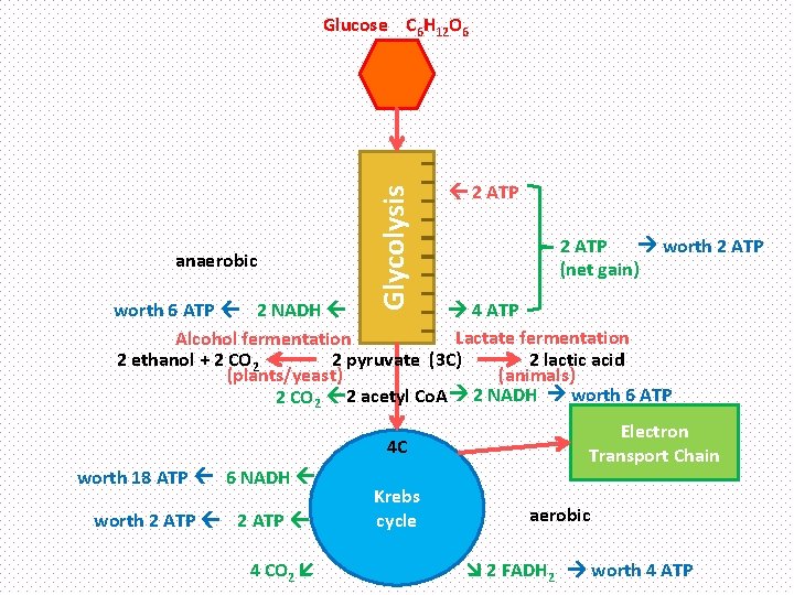 anaerobic Glycolysis Glucose C 6 H 12 O 6 2 ATP worth 2 ATP