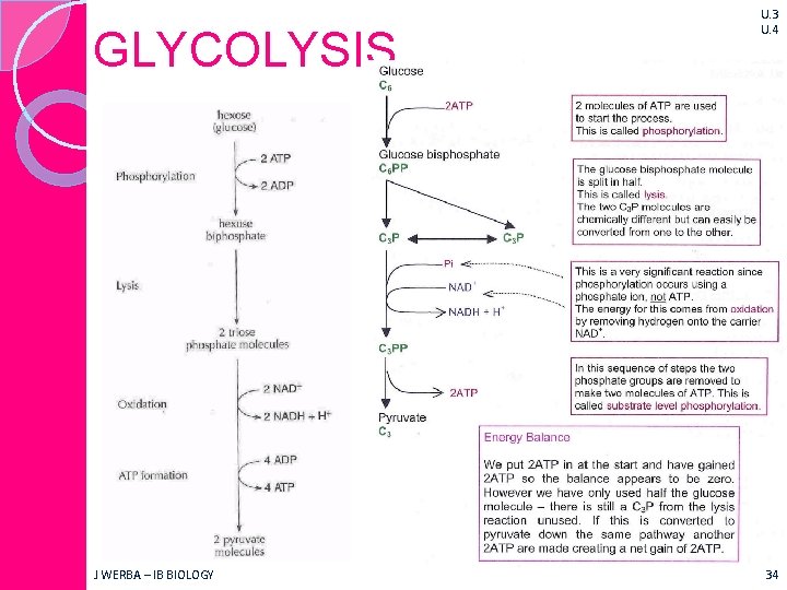GLYCOLYSIS J WERBA – IB BIOLOGY U. 3 U. 4 34 