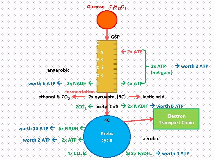 Glucose C 6 H 12 O 6 G 6 P G ly ys ci