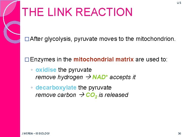 U. 5 THE LINK REACTION � After glycolysis, pyruvate moves to the mitochondrion. �