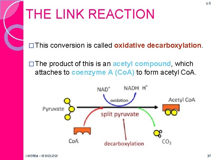 U. 5 THE LINK REACTION � This conversion is called oxidative decarboxylation. � The