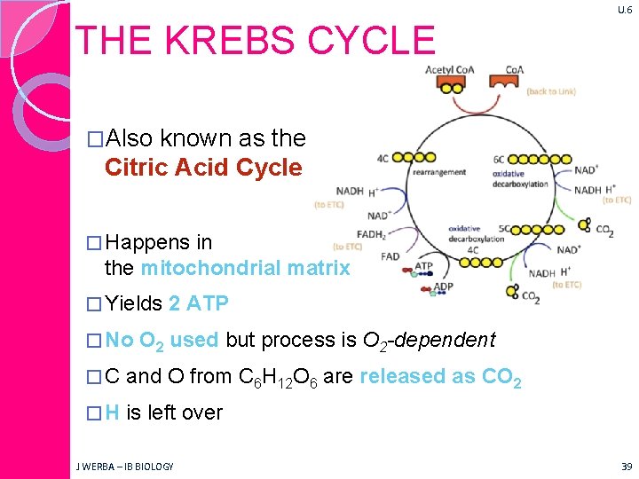 U. 6 THE KREBS CYCLE �Also known as the Citric Acid Cycle � Happens