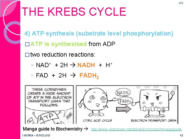 U. 6 THE KREBS CYCLE 4) ATP synthesis (substrate level phosphorylation) � ATP �