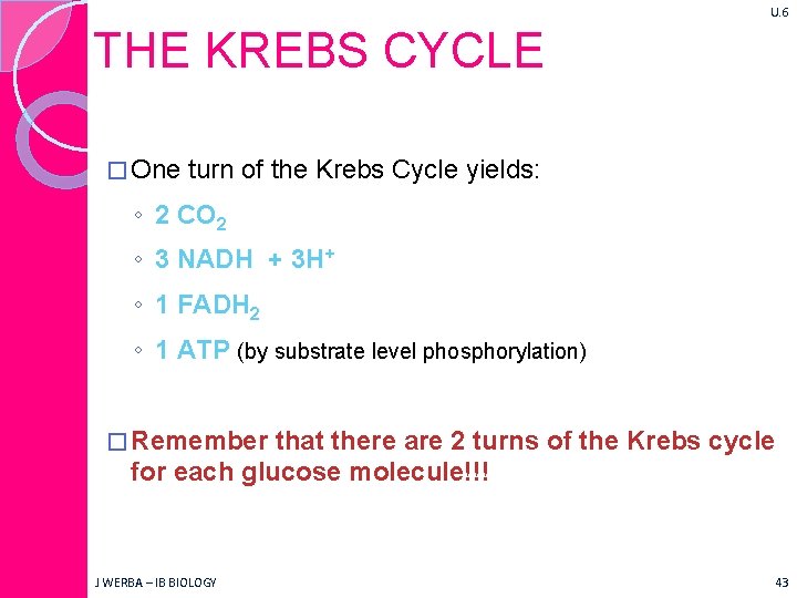 U. 6 THE KREBS CYCLE � One turn of the Krebs Cycle yields: ◦