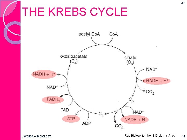 U. 6 THE KREBS CYCLE J WERBA – IB BIOLOGY Ref: Biology for the
