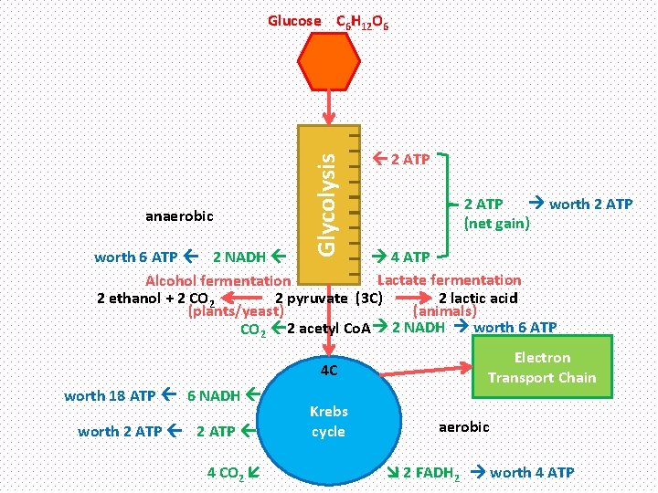 anaerobic Glycolysis Glucose C 6 H 12 O 6 2 ATP worth 2 ATP
