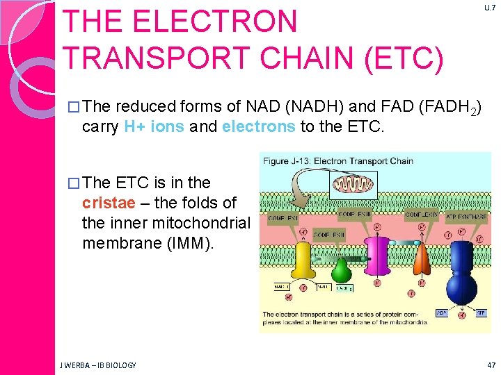 THE ELECTRON TRANSPORT CHAIN (ETC) U. 7 � The reduced forms of NAD (NADH)