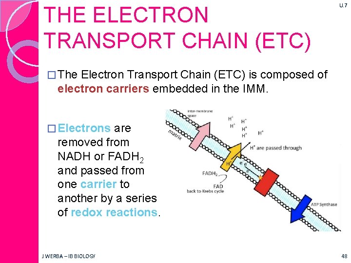 THE ELECTRON TRANSPORT CHAIN (ETC) U. 7 � The Electron Transport Chain (ETC) is