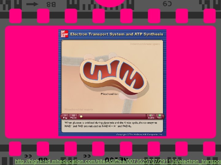 54 http: //highered. mheducation. com/sites/dl/free/0073525707/291136/electron_transpor 