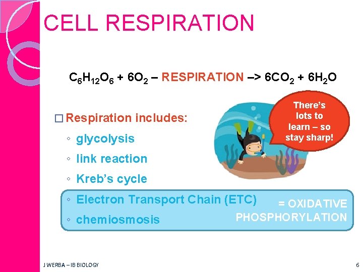 CELL RESPIRATION C 6 H 12 O 6 + 6 O 2 – RESPIRATION
