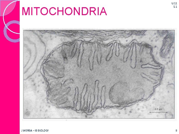 MITOCHONDRIA J WERBA – IB BIOLOGY U. 11 S. 1 8 
