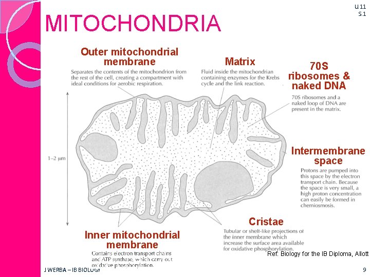 U. 11 S. 1 MITOCHONDRIA Outer mitochondrial membrane Matrix 70 S ribosomes & naked