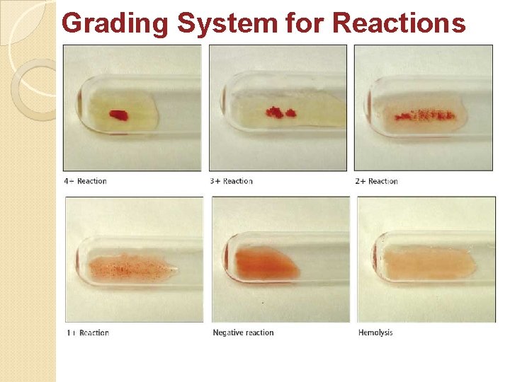 Grading System for Reactions 