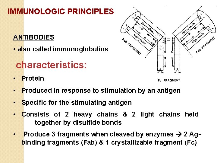 IMMUNOLOGIC PRINCIPLES ANTIBODIES • also called immunoglobulins characteristics: • Protein • Produced in response