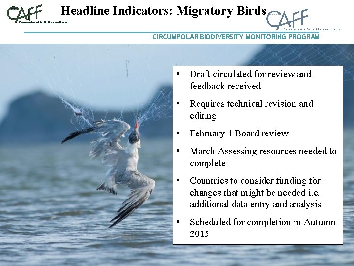 Headline Indicators: Migratory Birds CIRCUMPOLAR BIODIVERSITY MONITORING PROGRAM • Draft circulated for review and