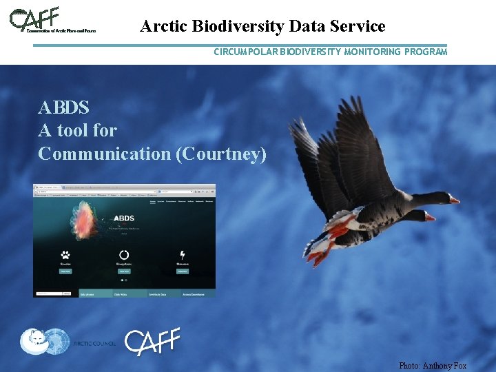 Arctic Biodiversity Data Service CIRCUMPOLAR BIODIVERSITY MONITORING PROGRAM ABDS A tool for Communication (Courtney)