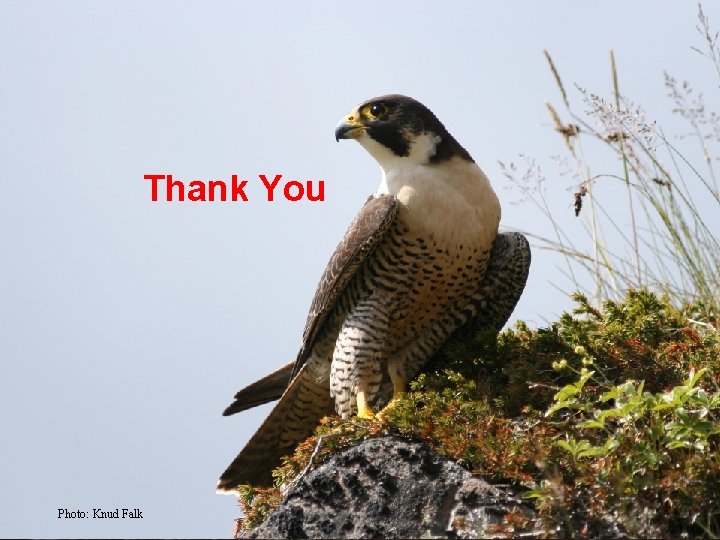 CIRCUMPOLAR BIODIVERSITY MONITORING PROGRAM Thank You Photo: Knud Falk 