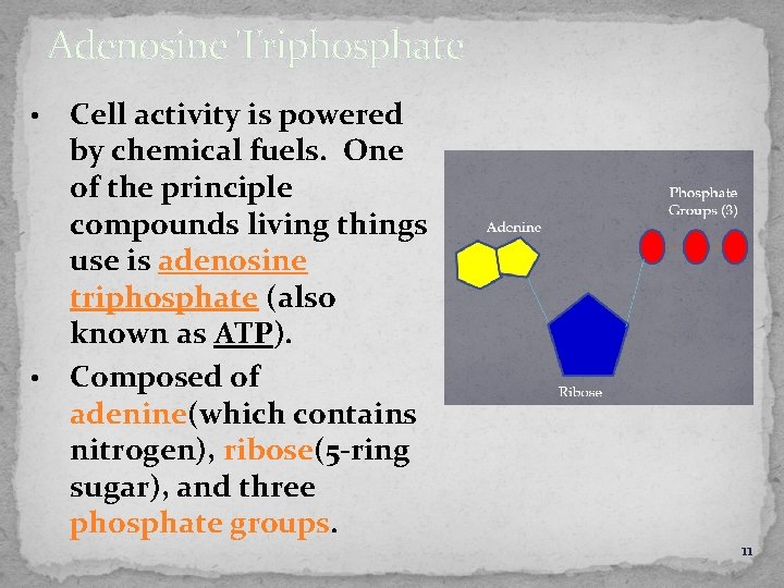 Adenosine Triphosphate Cell activity is powered by chemical fuels. One of the principle compounds