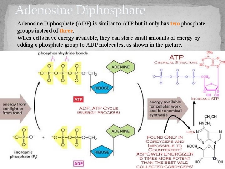 Adenosine Diphosphate (ADP) is similar to ATP but it only has two phosphate groups